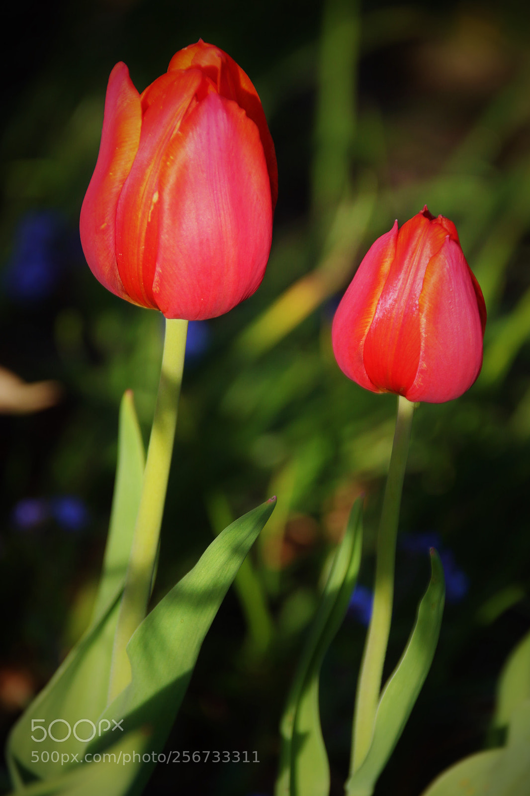 Canon EOS 7D Mark II sample photo. Two red tulips () photography