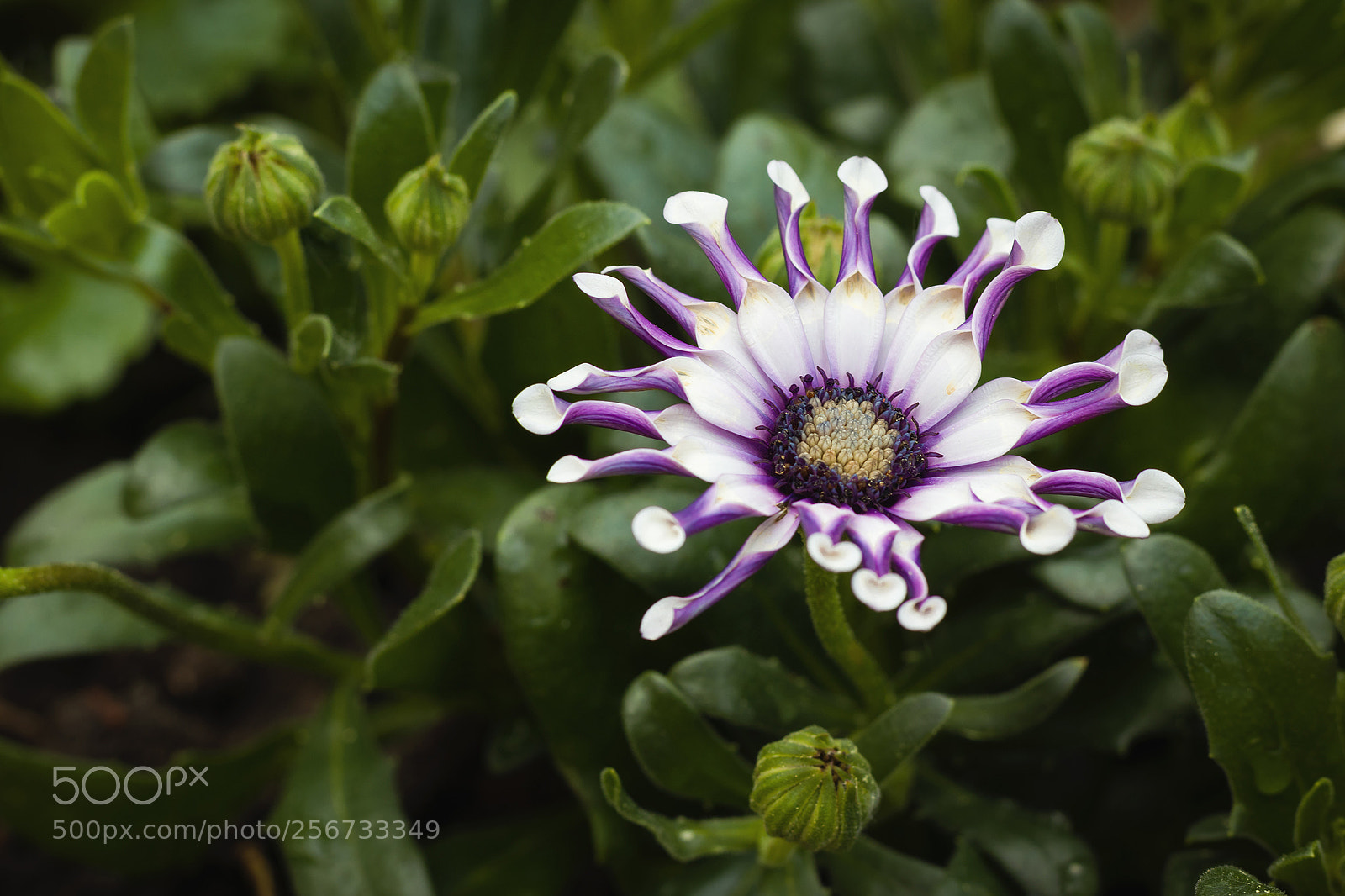 Canon EOS 80D sample photo. Violet flower photography