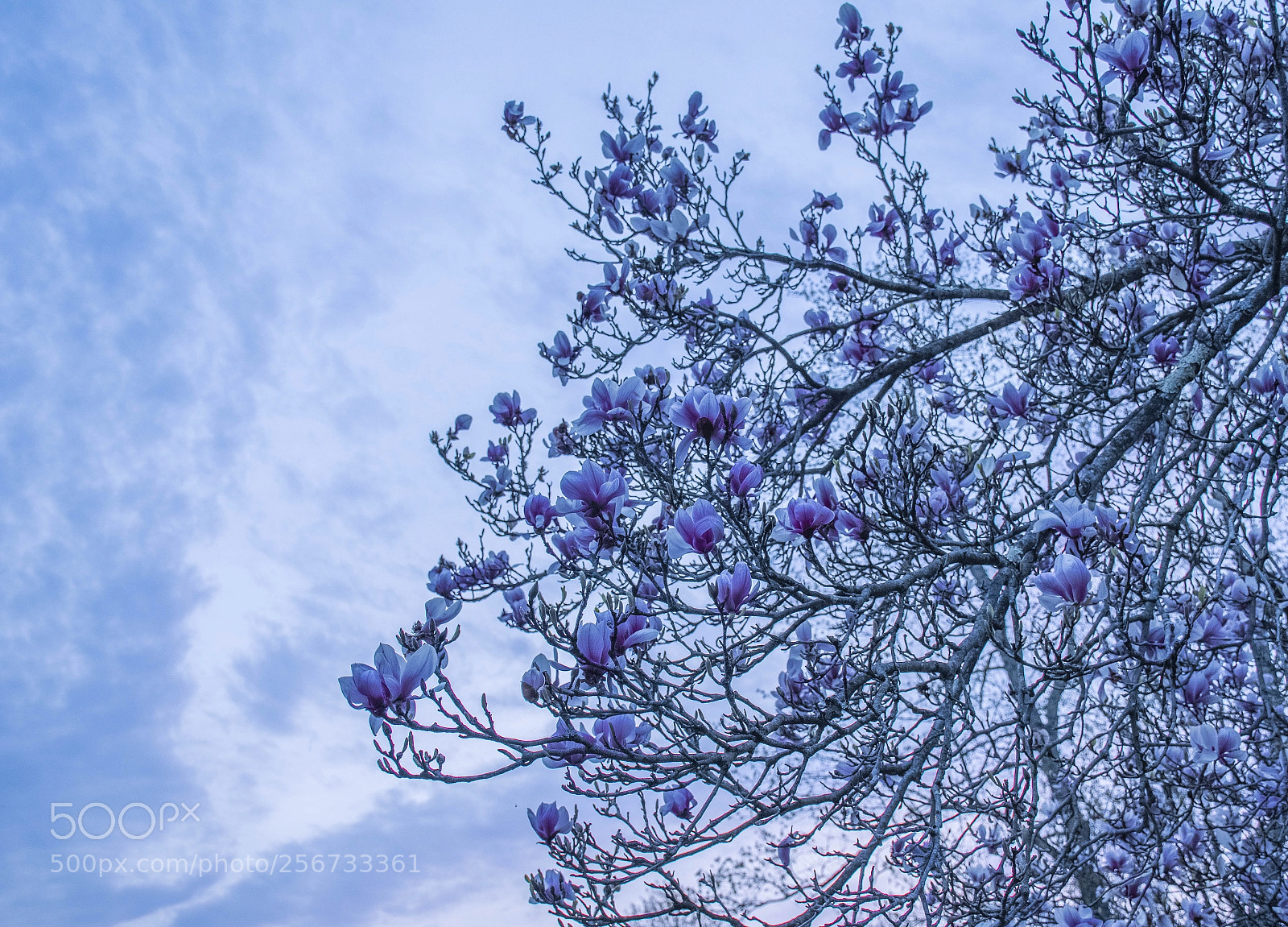 Nikon D7500 sample photo. Magnolia blossoms - alt photography