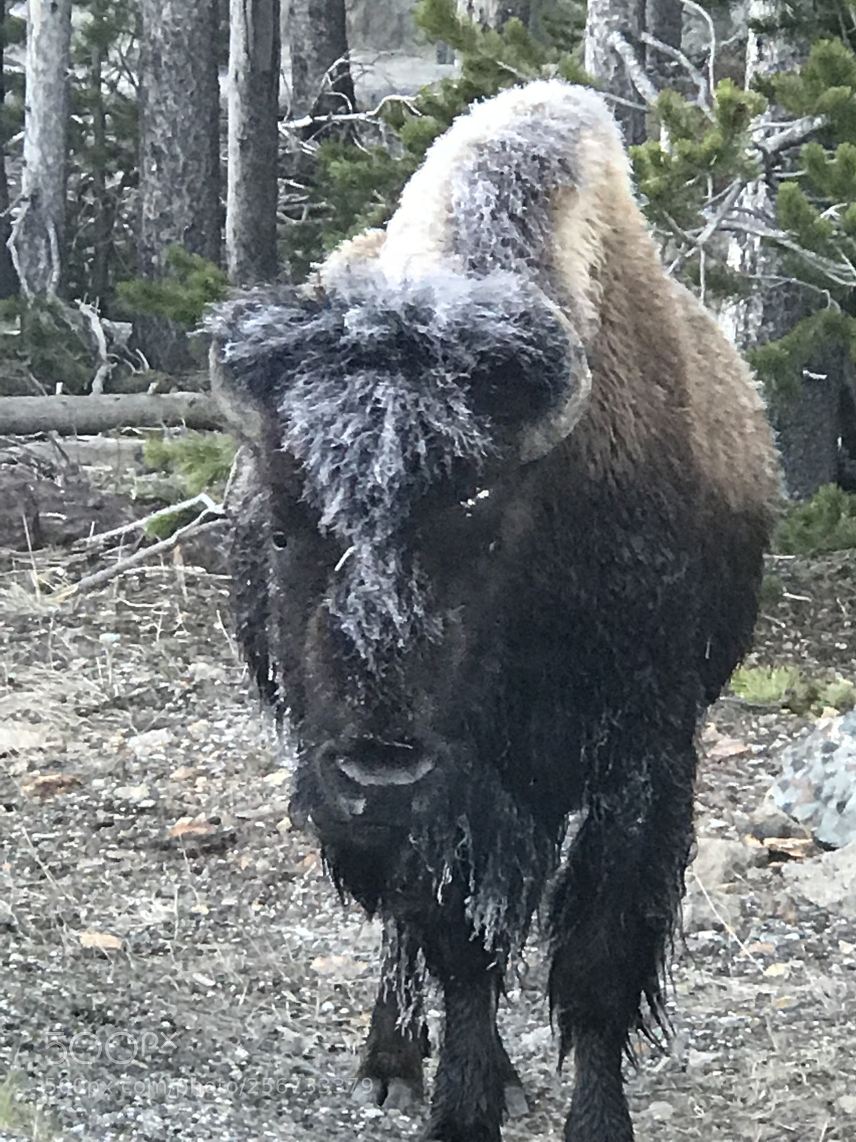 Apple iPhone 7 Plus sample photo. Bison early morning photography