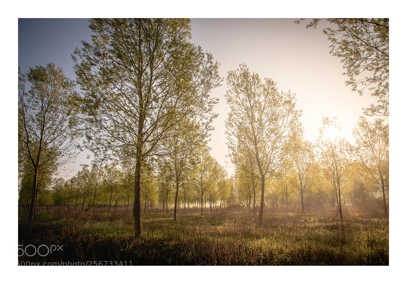 Nikon D750 sample photo. Haze photography