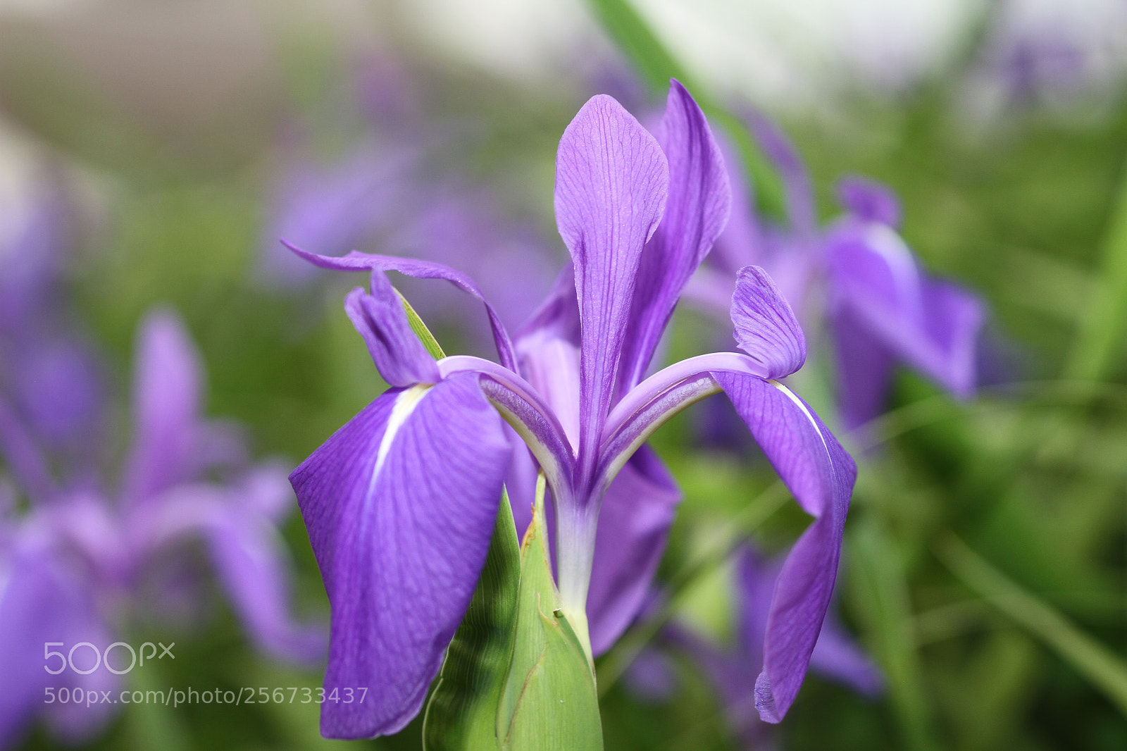 Canon EOS 7D + Canon EF 50mm F1.8 II sample photo. Img photography