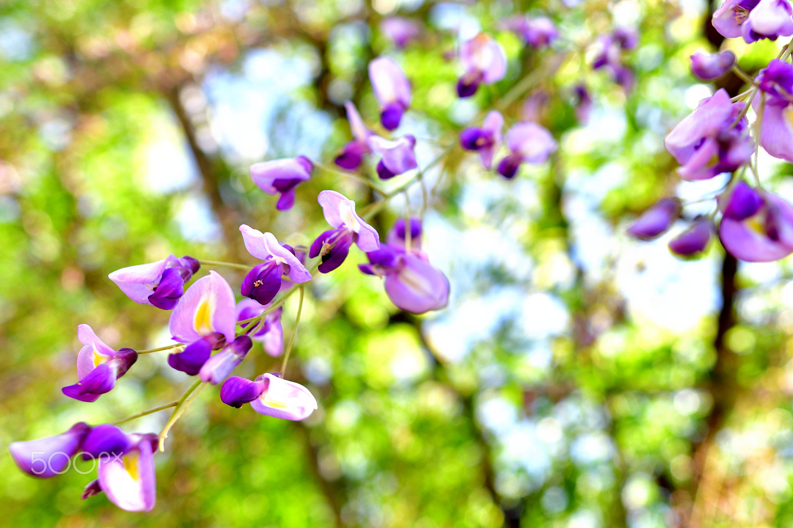 Nikon D500 + Nikon AF-S Nikkor 20mm F1.8G ED sample photo. Japanese wisteria photography