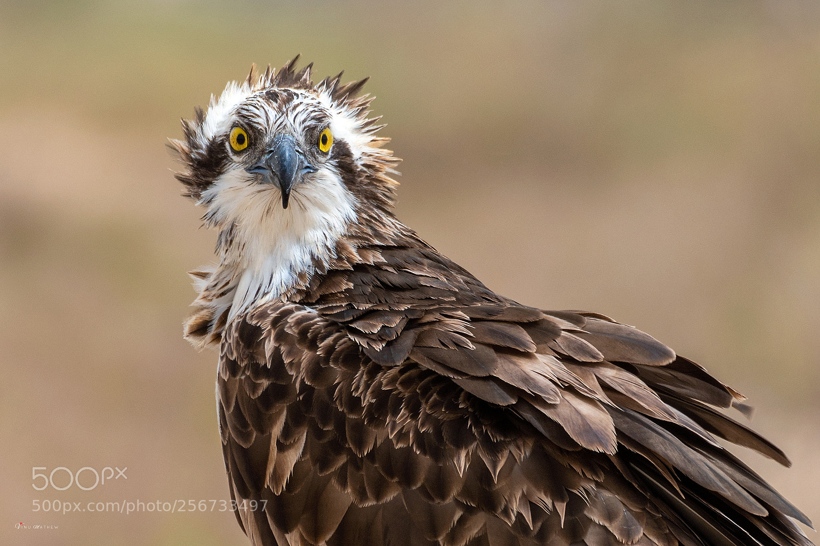 Nikon D500 sample photo. Osprey photography