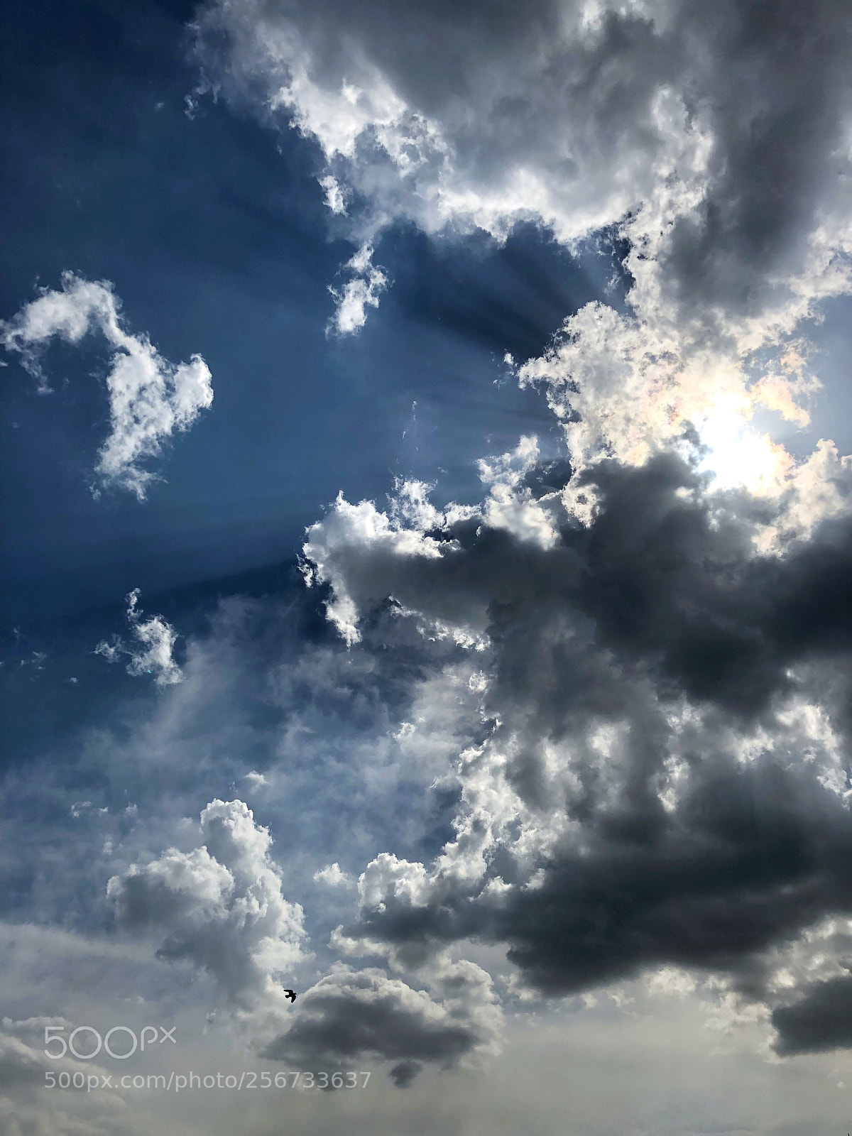 Apple iPhone X sample photo. Fly for peace photography