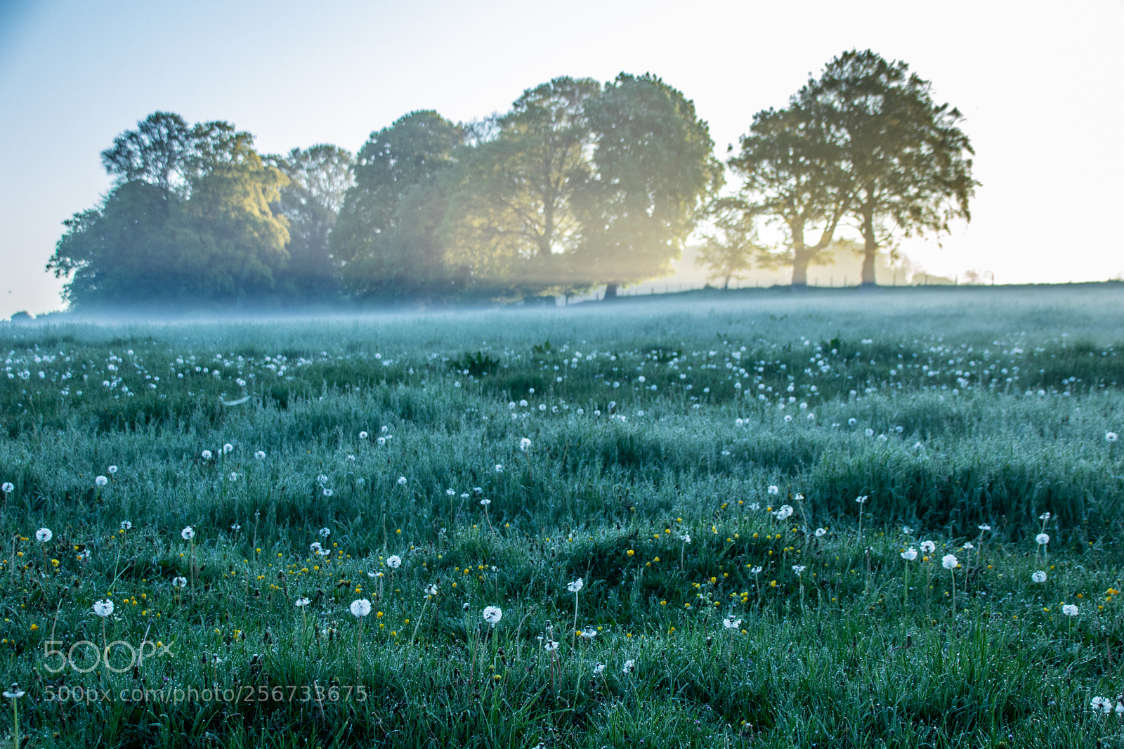 Canon EOS 77D (EOS 9000D / EOS 770D) sample photo. Sunrise over field of photography