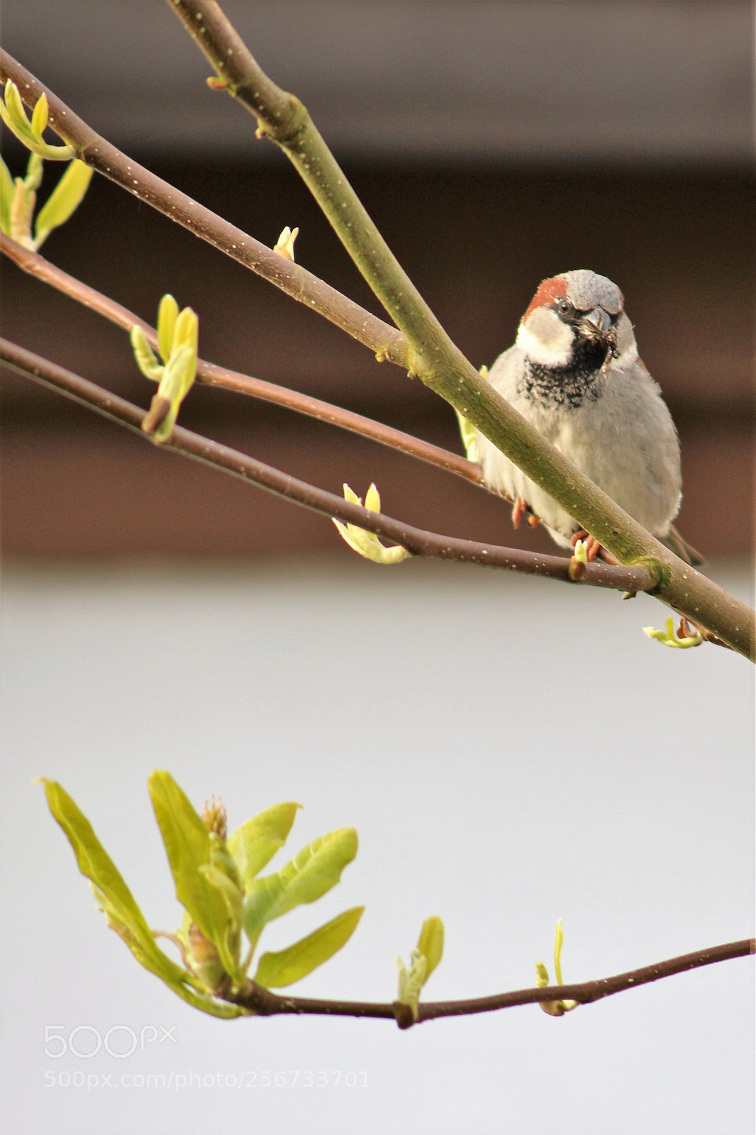 Canon EOS 100D (EOS Rebel SL1 / EOS Kiss X7) sample photo. A finch on the photography
