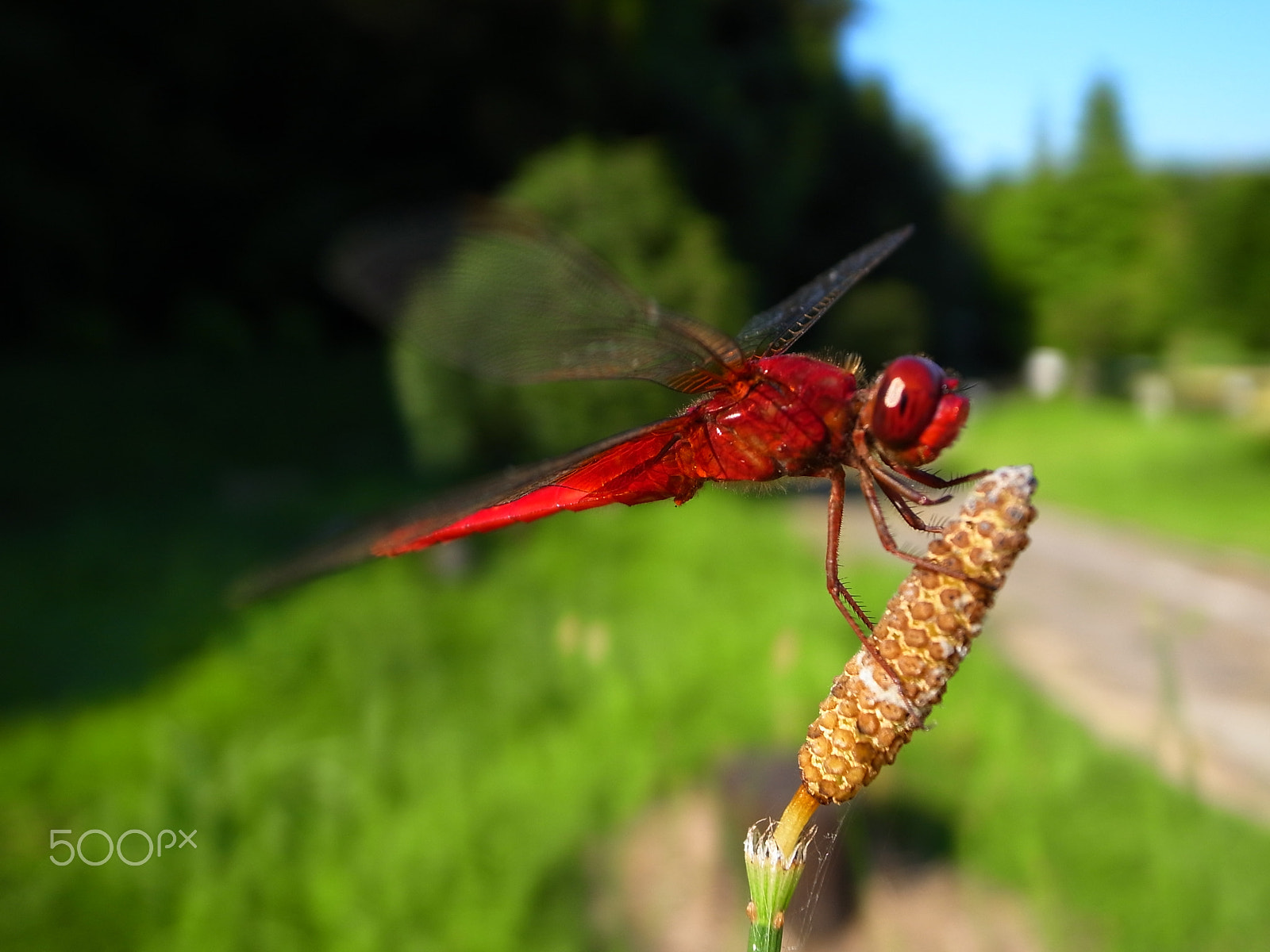 Ricoh GR DIGITAL 3 sample photo. Dragonfly photography