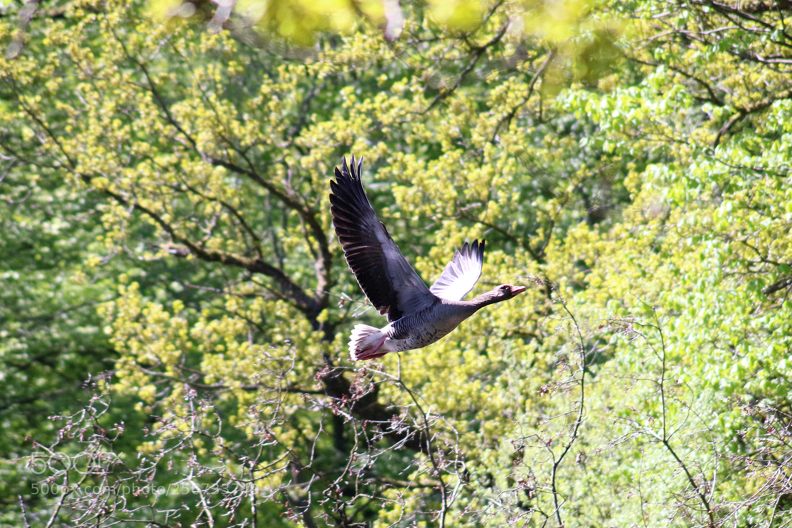 Canon EOS 100D (EOS Rebel SL1 / EOS Kiss X7) sample photo. Takeoff from the wood photography