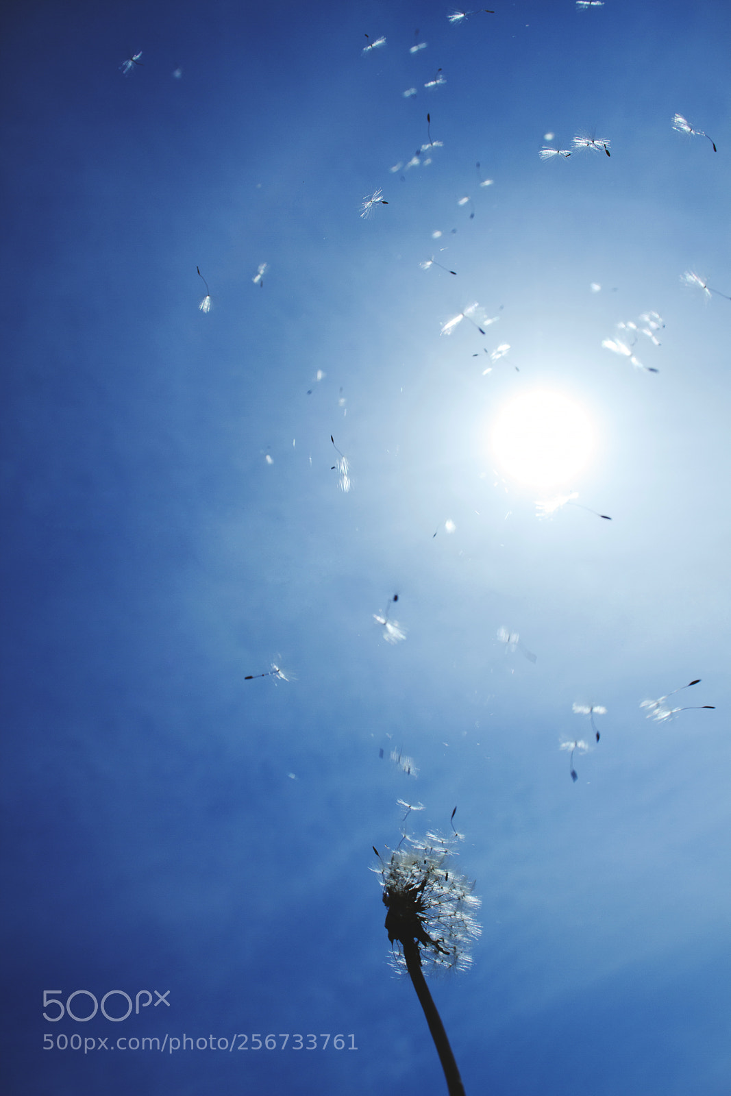 Canon EOS 7D sample photo. Blowing in the wind photography