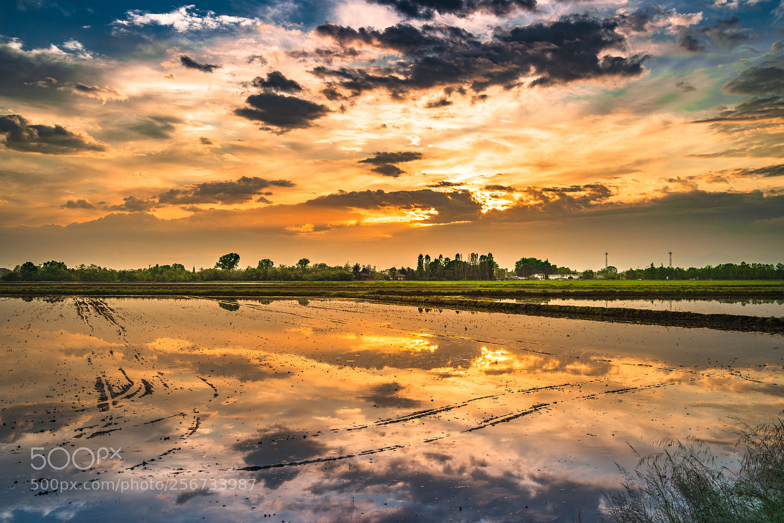 Sony a9 sample photo. Risaie al tramonto  photography