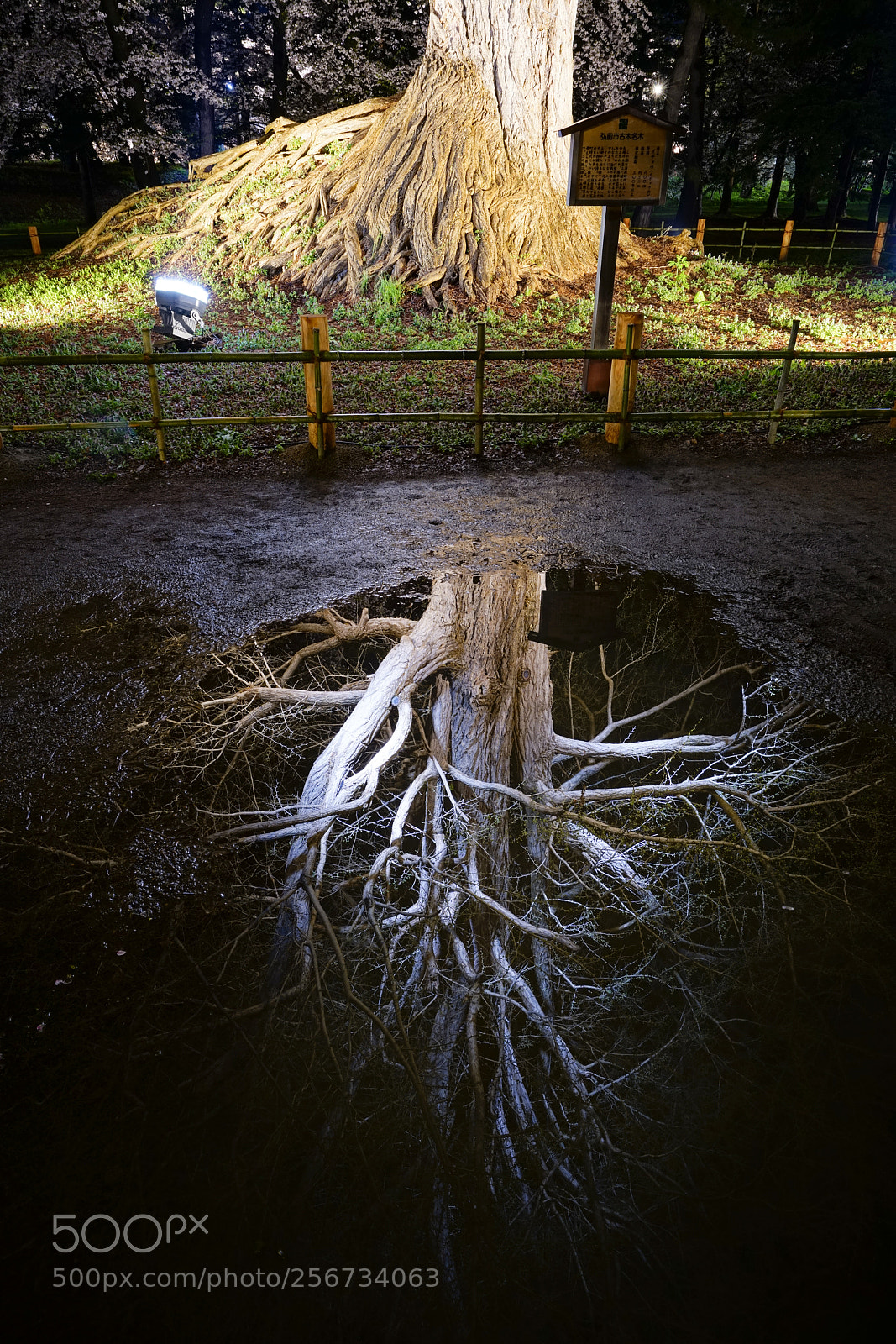 Sony a7R II sample photo. Huge tree fantasy photography