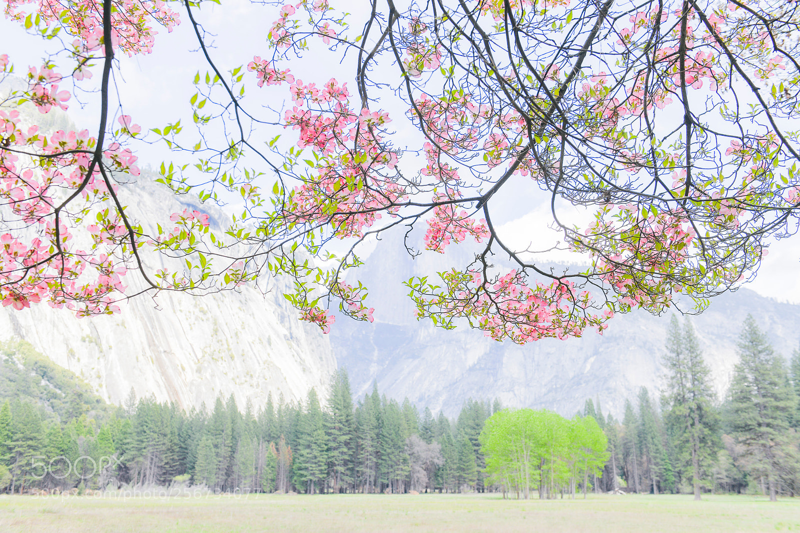 Nikon D850 sample photo. Spring in yosemite photography