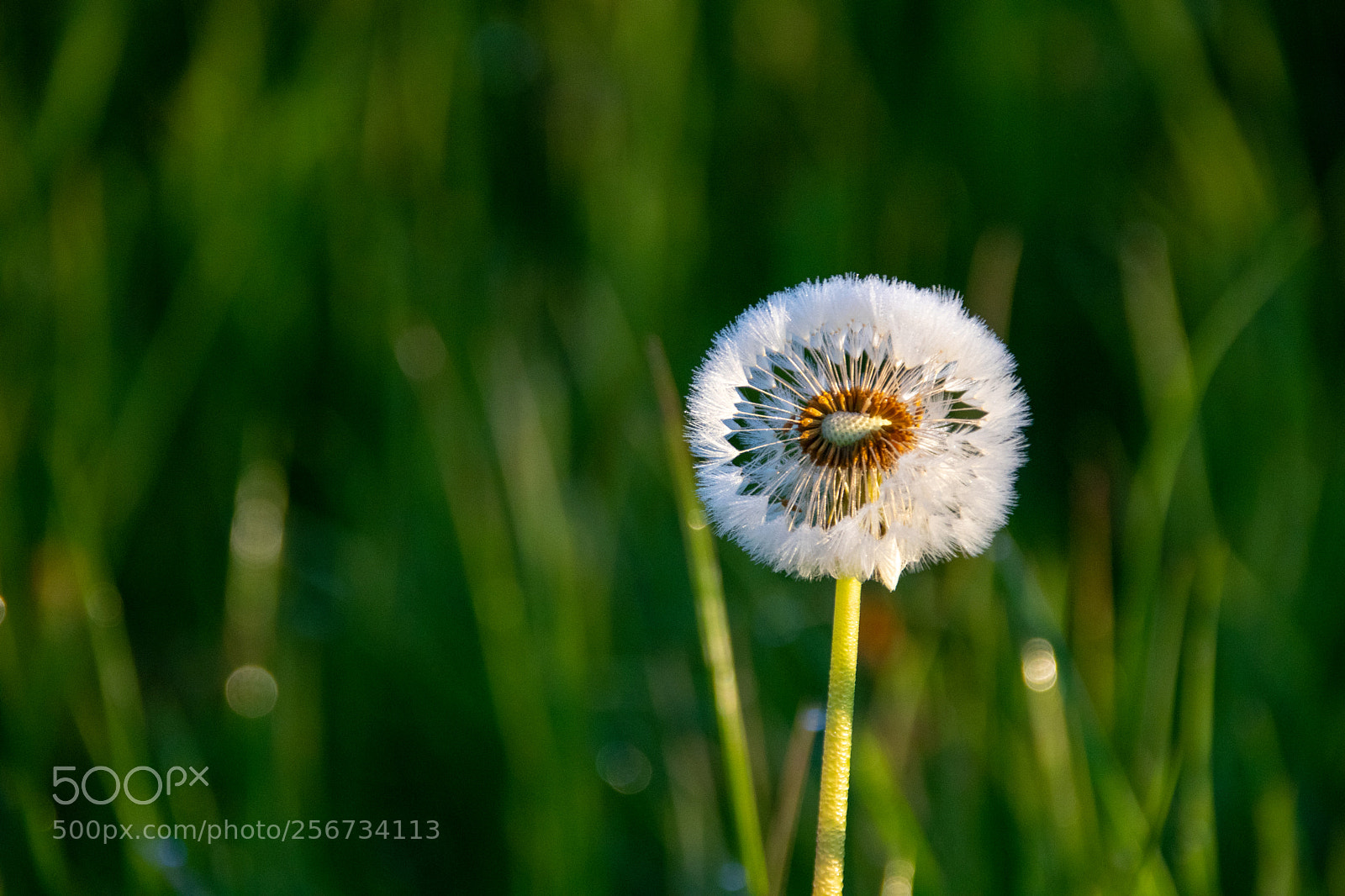 Canon EOS 77D (EOS 9000D / EOS 770D) sample photo. Sunrise dandelion photography