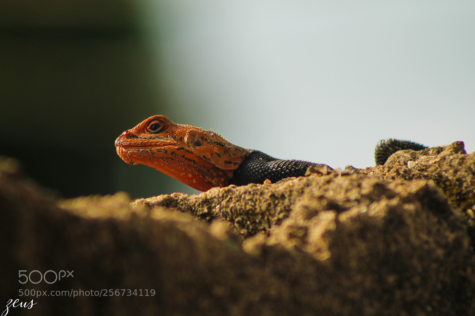 Canon EOS 1100D (EOS Rebel T3 / EOS Kiss X50) sample photo. Lizard photography