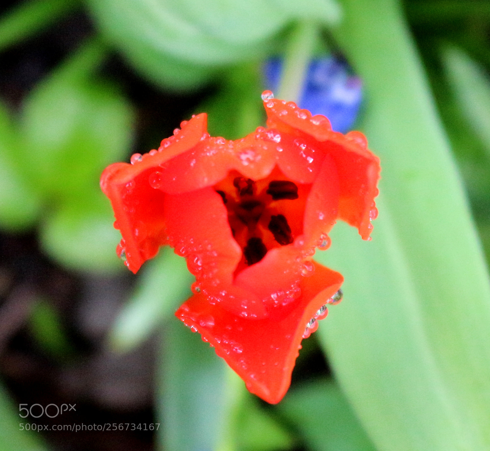 Canon EOS 100D (EOS Rebel SL1 / EOS Kiss X7) sample photo. Red blossom close up photography