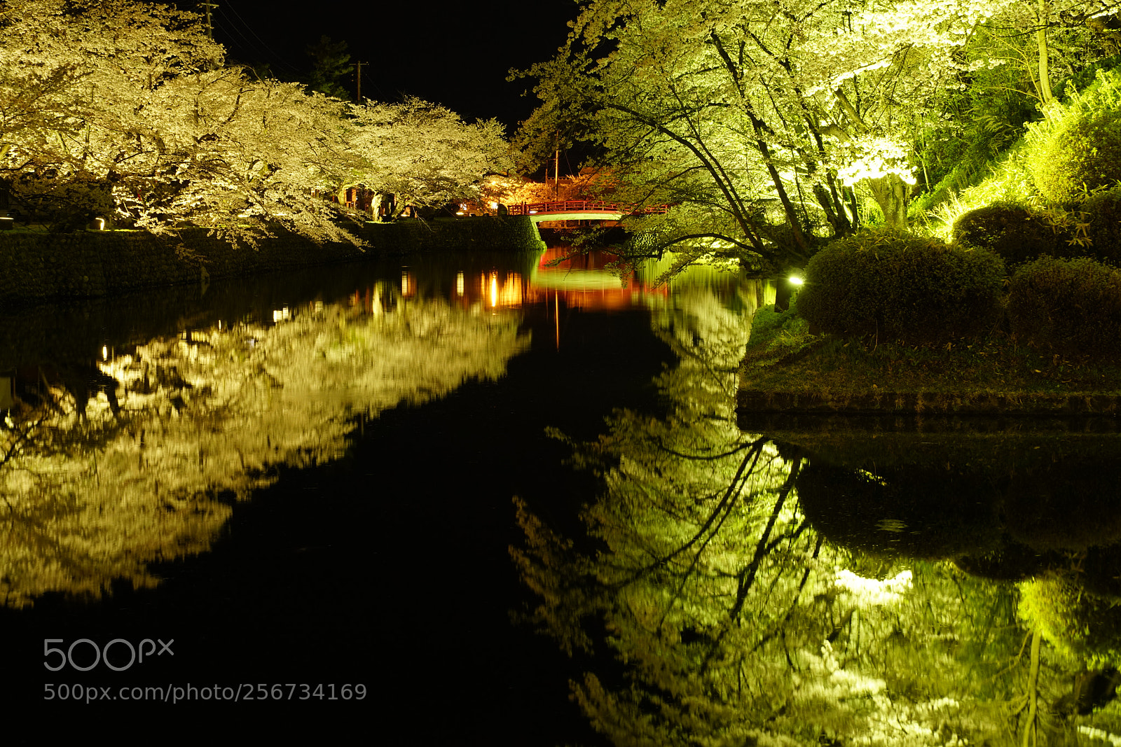 Sony a7R II sample photo. Night cherry blossom with photography