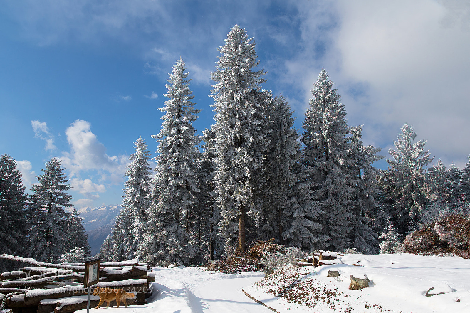 Canon EOS-1D X sample photo. Ticino photography