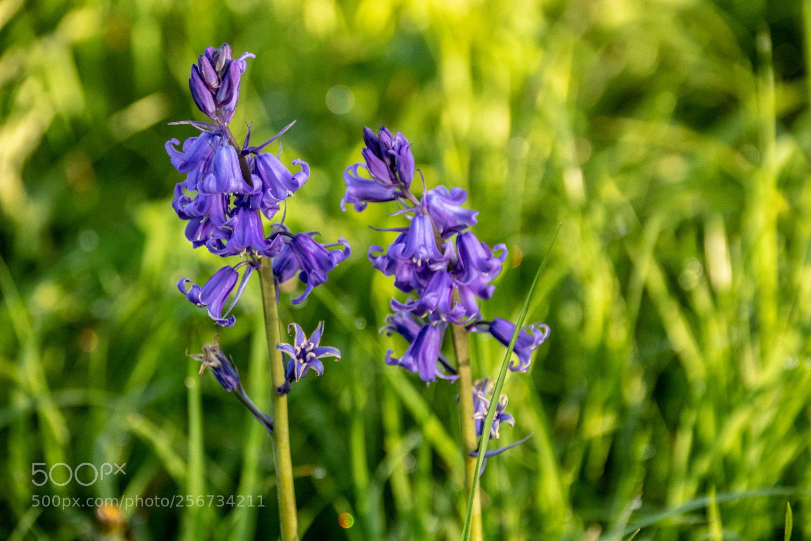 Canon EOS 77D (EOS 9000D / EOS 770D) sample photo. Bluebells in bloom photography