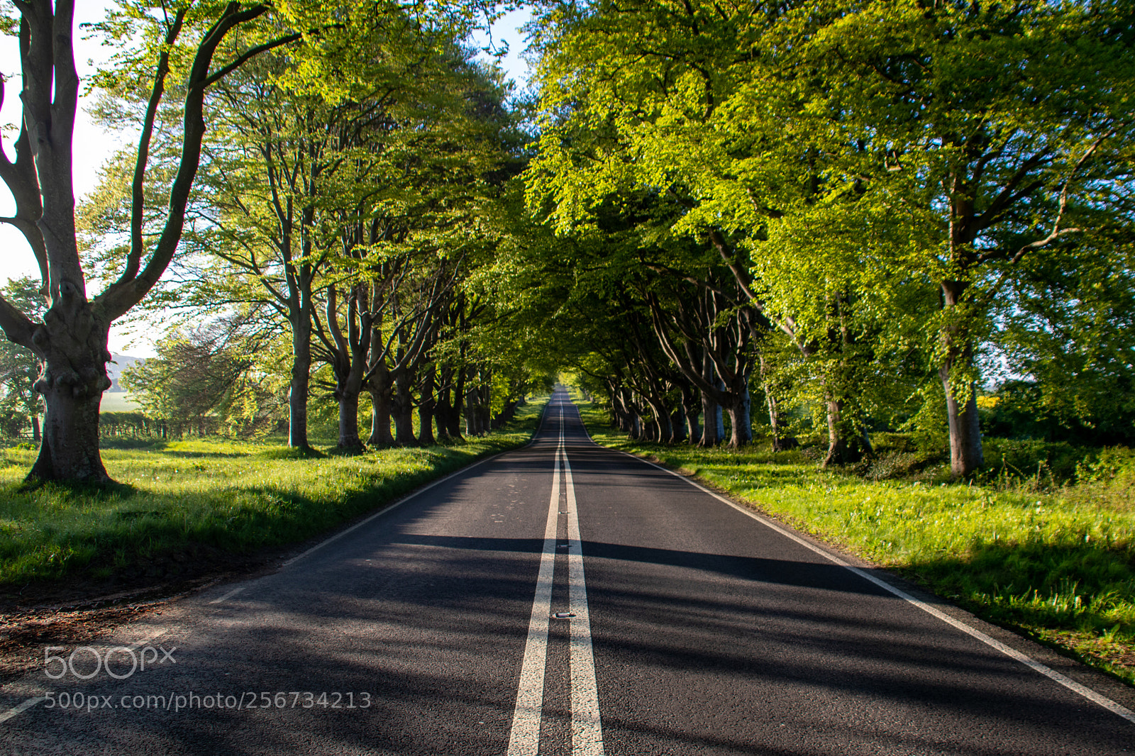 Canon EOS 77D (EOS 9000D / EOS 770D) sample photo. Road through row of photography
