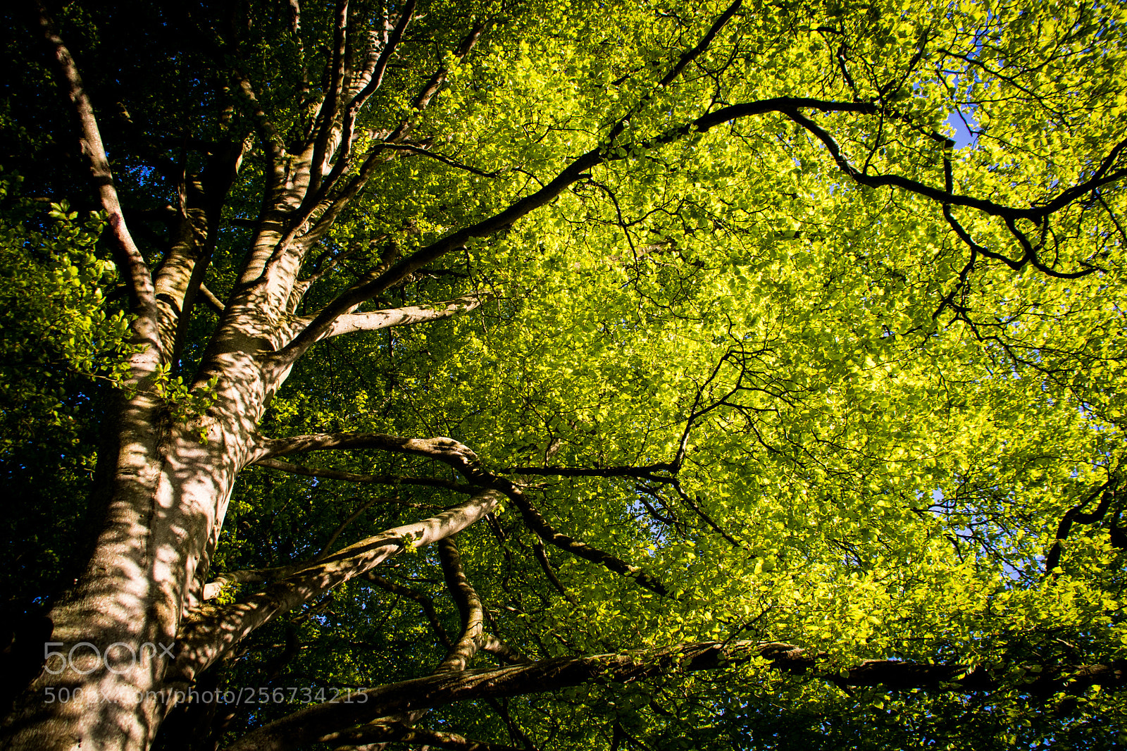 Canon EOS 77D (EOS 9000D / EOS 770D) sample photo. Green tree canopy photography