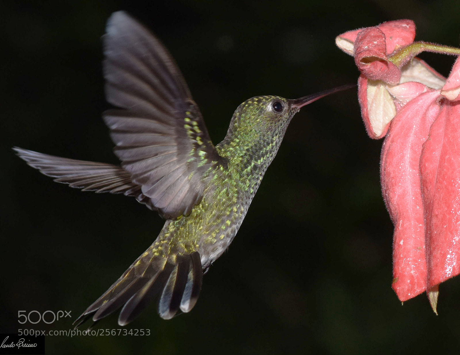Nikon D810 sample photo. Untitle photography