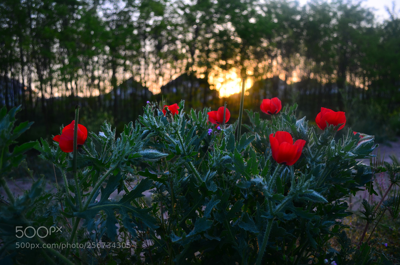 Nikon D5100 sample photo. Wild flowers photography