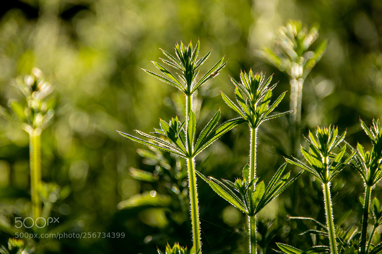 Canon EOS 77D (EOS 9000D / EOS 770D) sample photo. Sunrise behind green plants photography