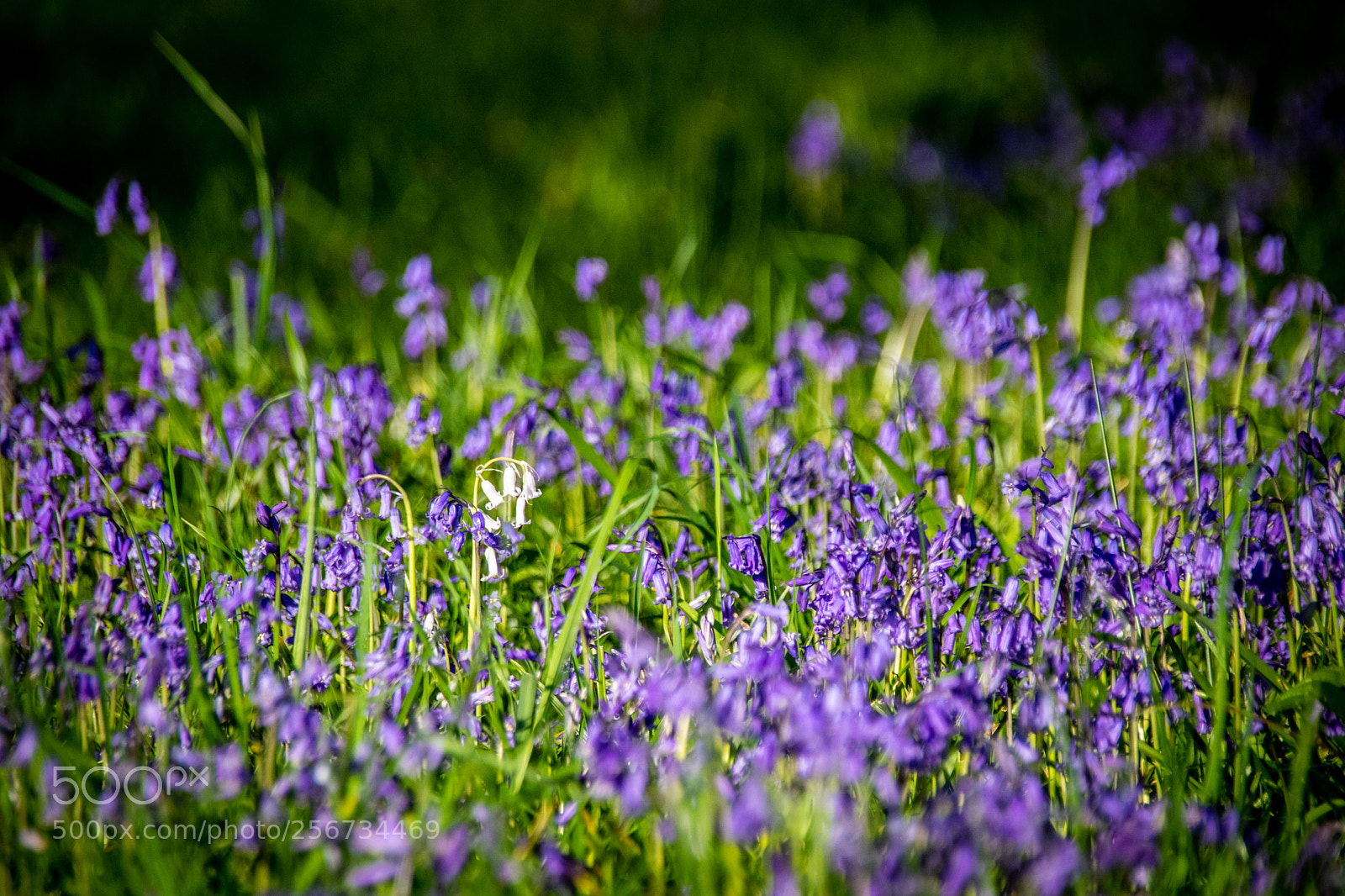 Canon EOS 77D (EOS 9000D / EOS 770D) sample photo. Single white bluebell photography
