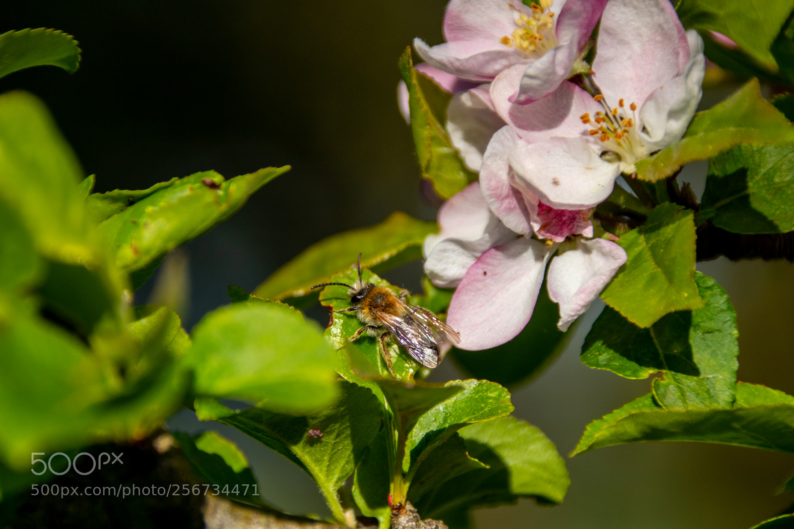 Canon EOS 77D (EOS 9000D / EOS 770D) sample photo. Bee on blossoming flower photography