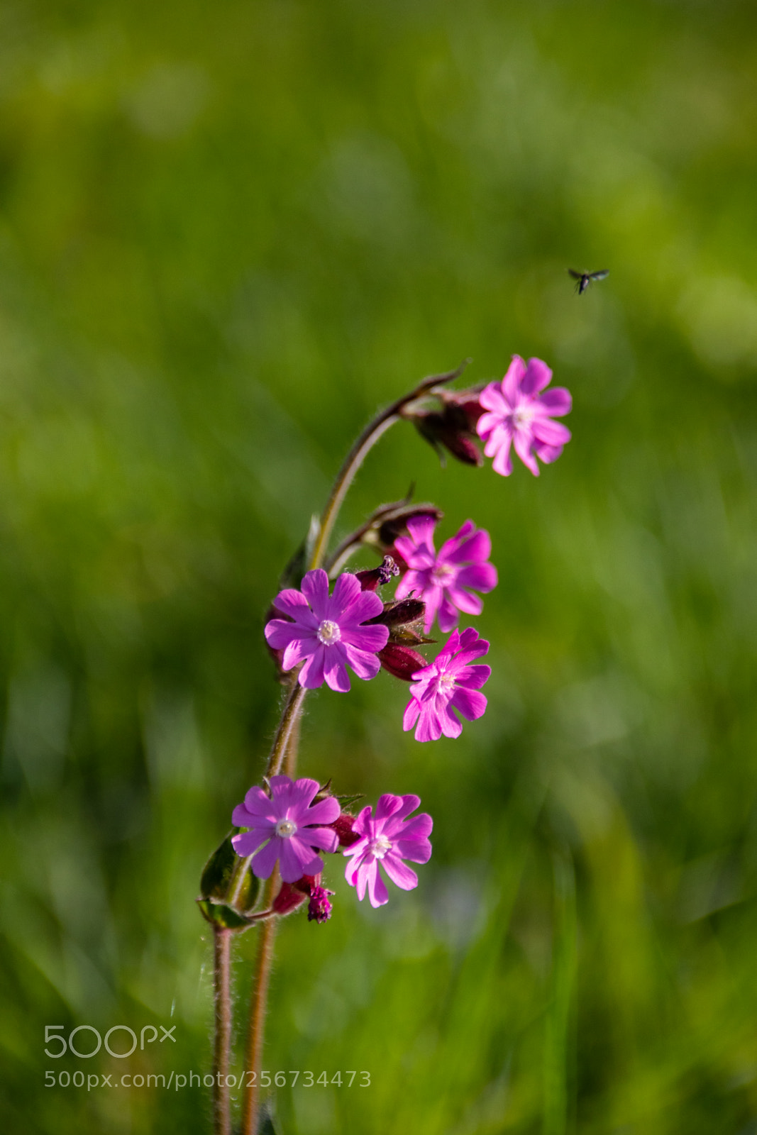 Canon EOS 77D (EOS 9000D / EOS 770D) sample photo. Pink flower with insect photography