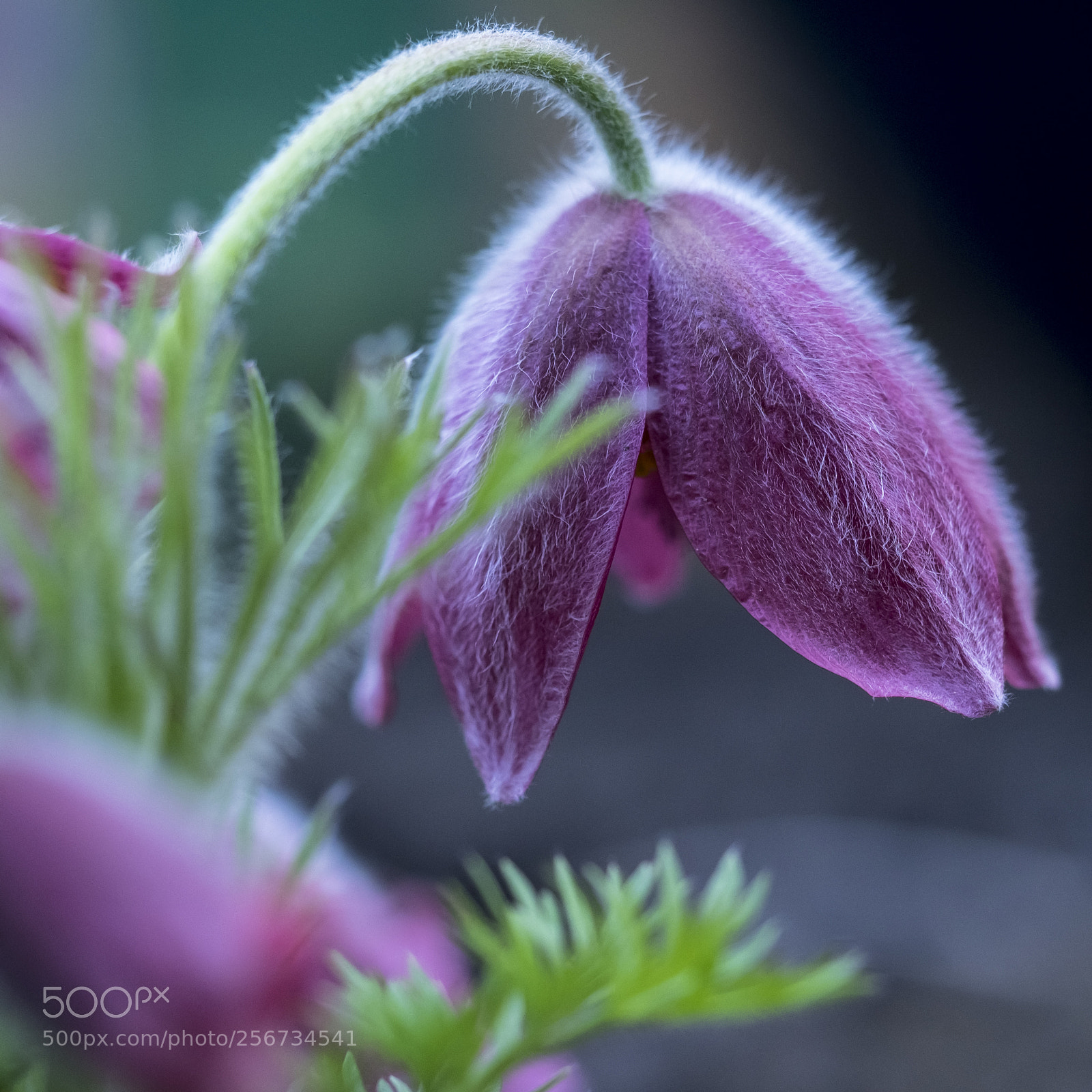Olympus OM-D E-M1 sample photo. Pasque flower in april photography