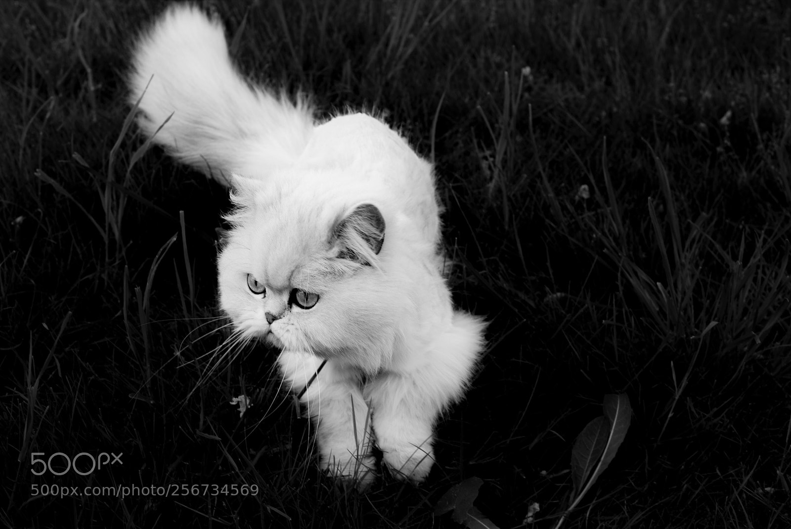 Sony a7S sample photo. White cat with special photography