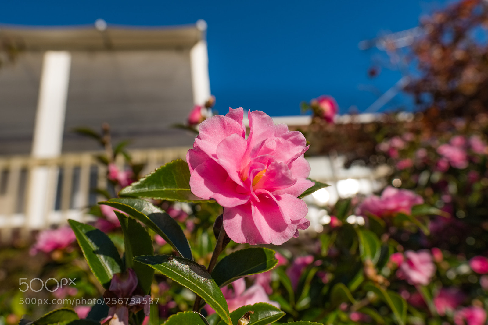 Fujifilm X-T2 sample photo. Summer refuses to give photography