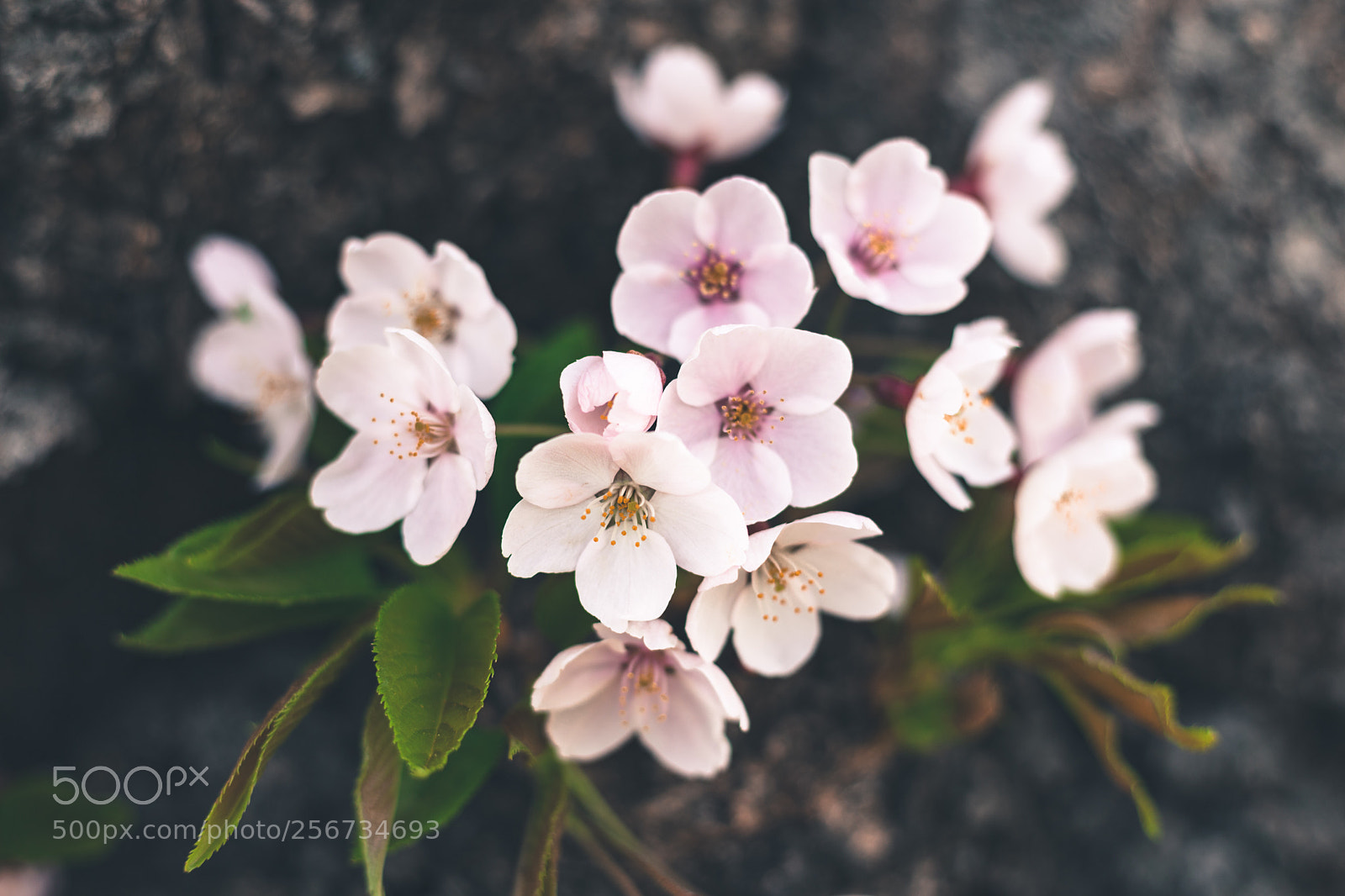 Canon EOS 6D Mark II sample photo. Sakura photography