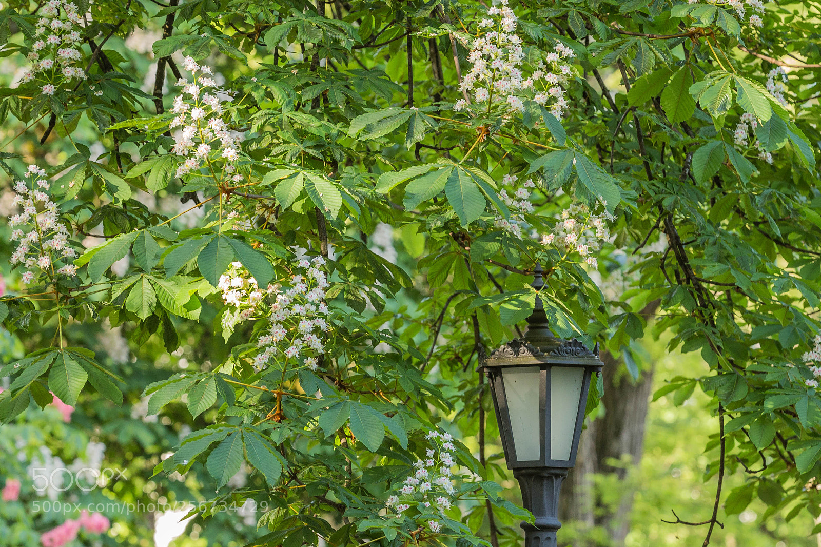 Canon EOS 6D sample photo. White chestnut flower photography