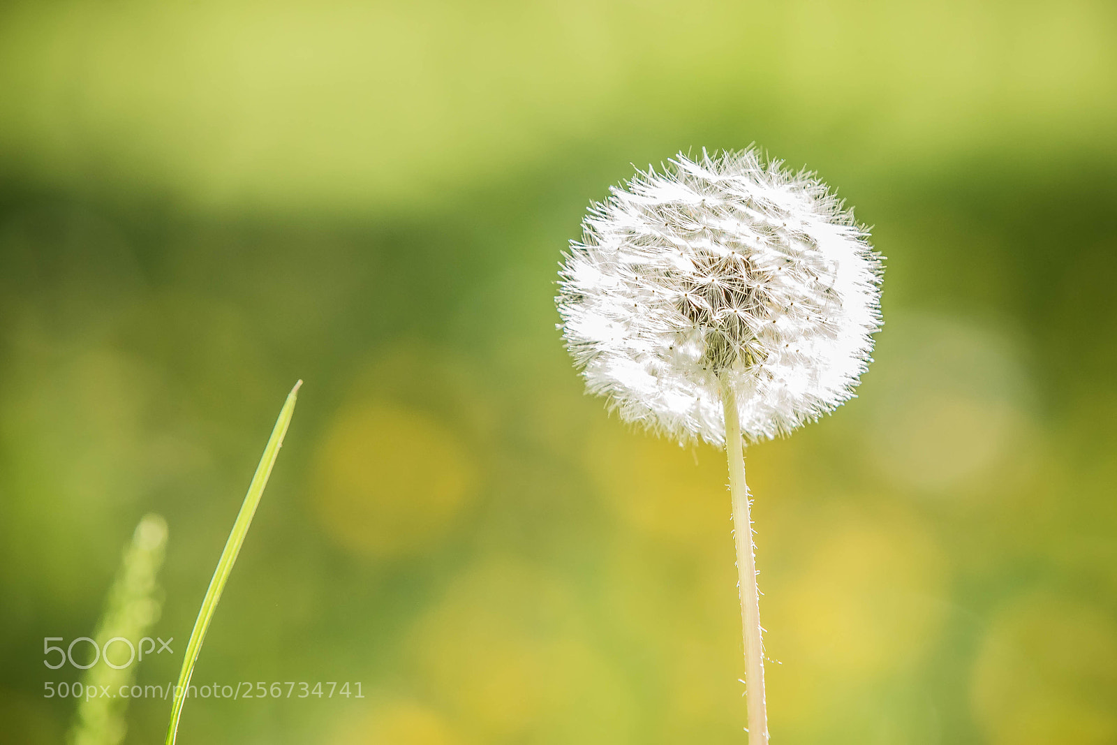 Canon EOS 6D sample photo. Dandelion 2 photography
