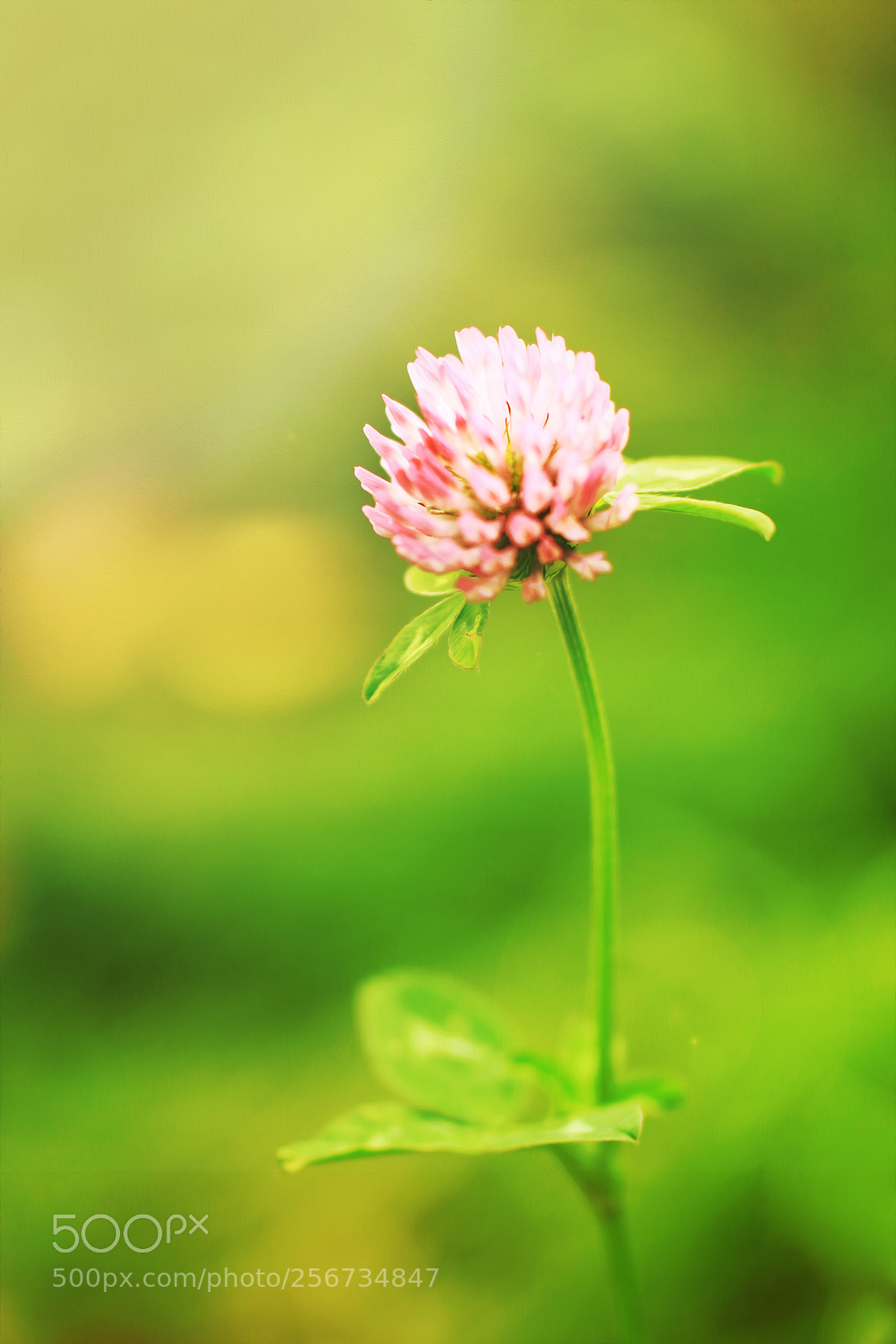 Canon EOS 7D sample photo. Red clover photography