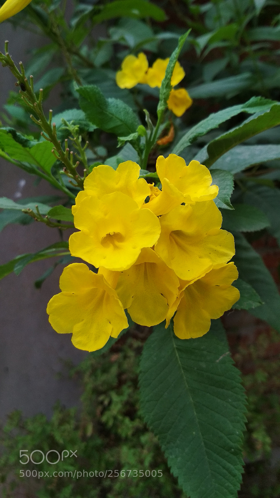 Xiaomi Redmi 4 Pro sample photo. Untitled photography