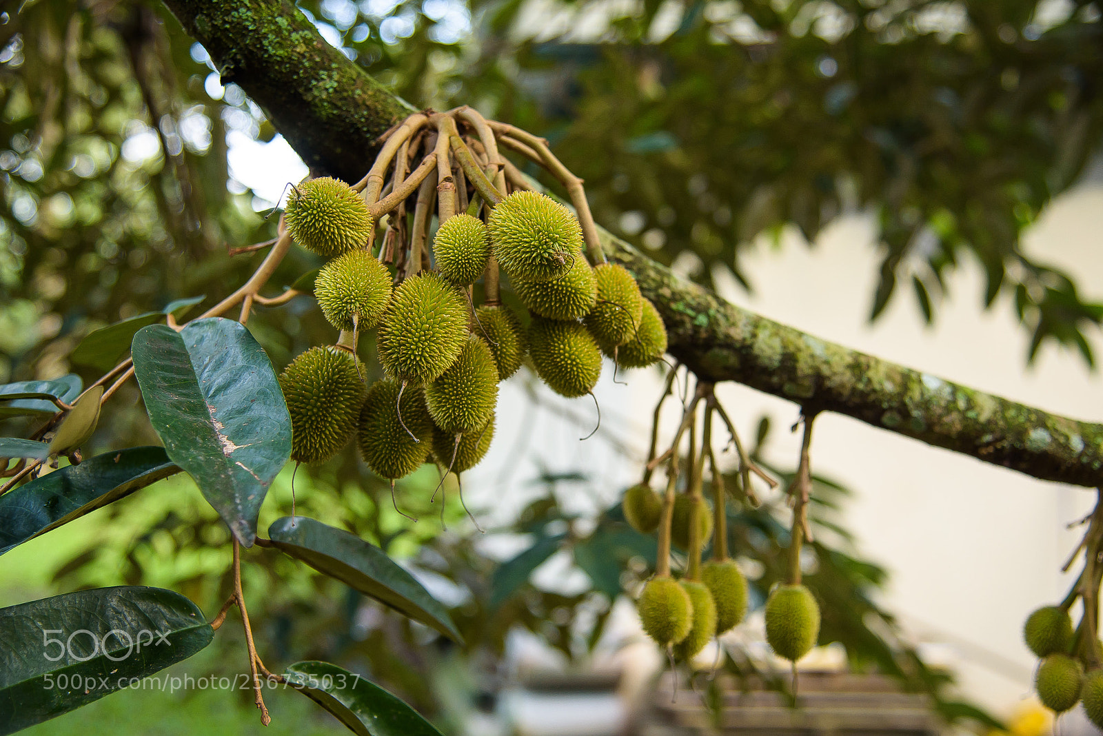 Nikon D750 sample photo. Durian fruits photography
