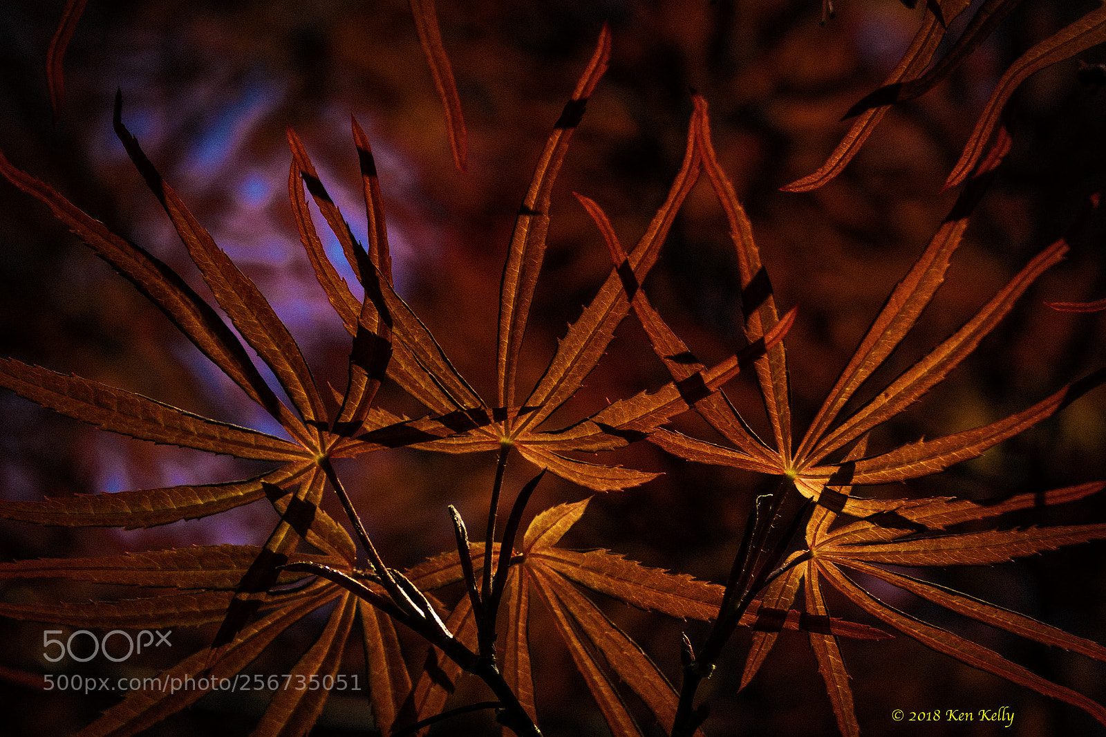 Canon EOS 7D Mark II sample photo. Chinese maple leaves photography