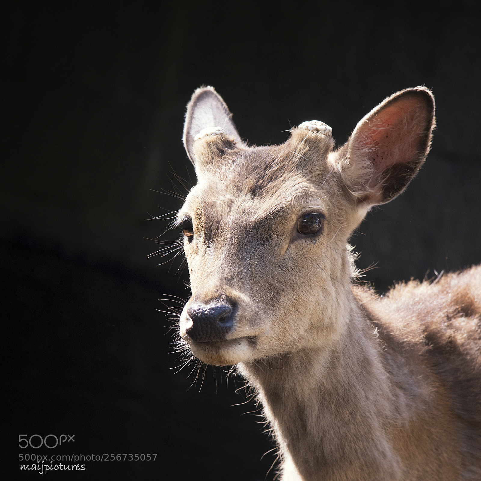 Nikon D750 sample photo. Portret of a deer photography