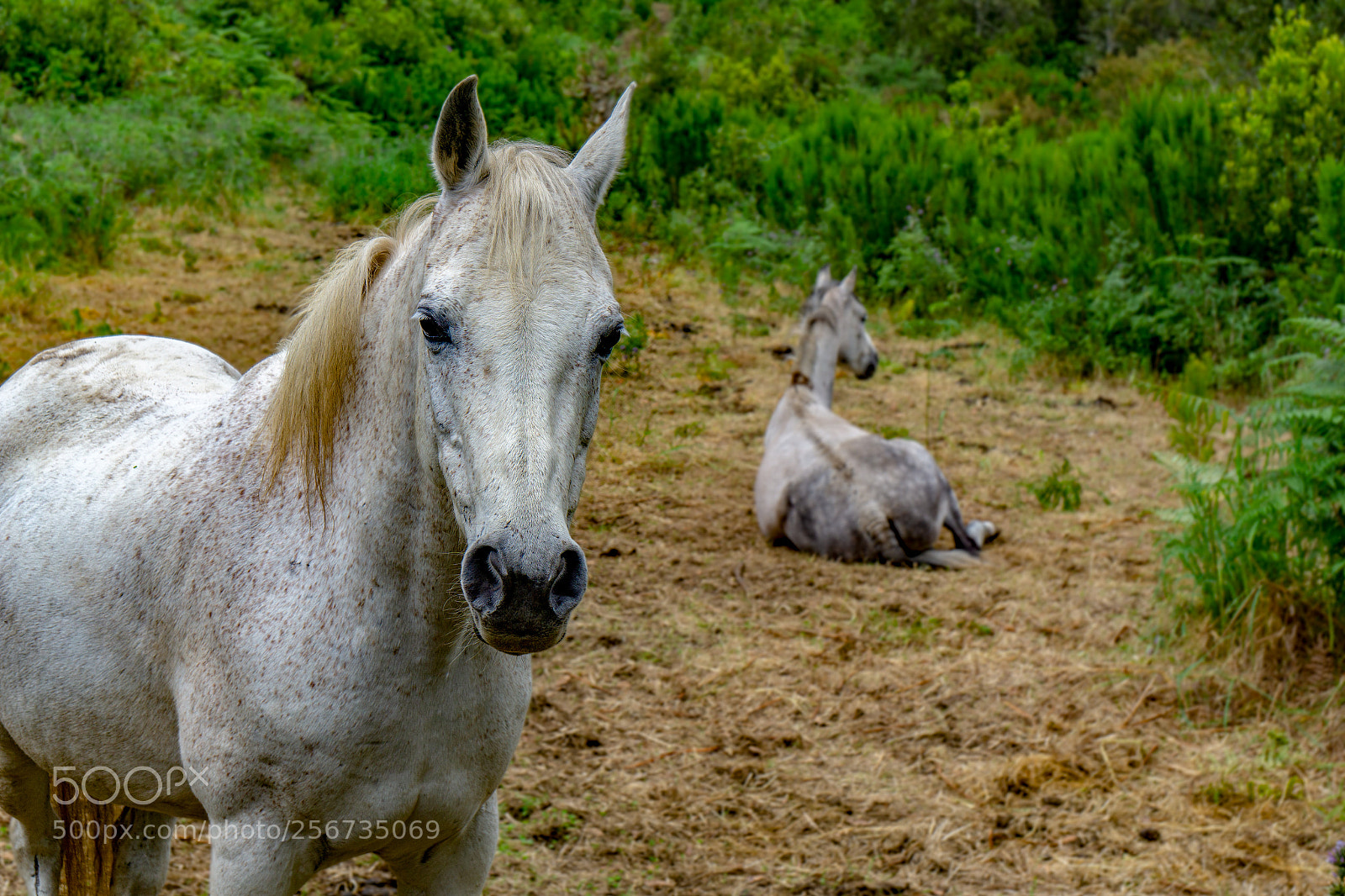 Sony a6000 sample photo. Equus ferus caballus photography