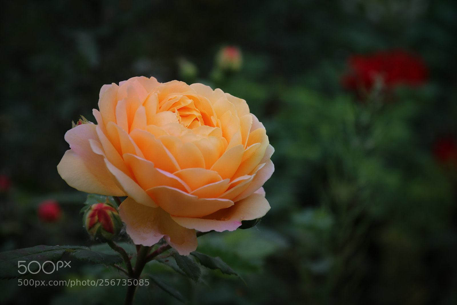 Canon EOS 80D sample photo. 月季 photography