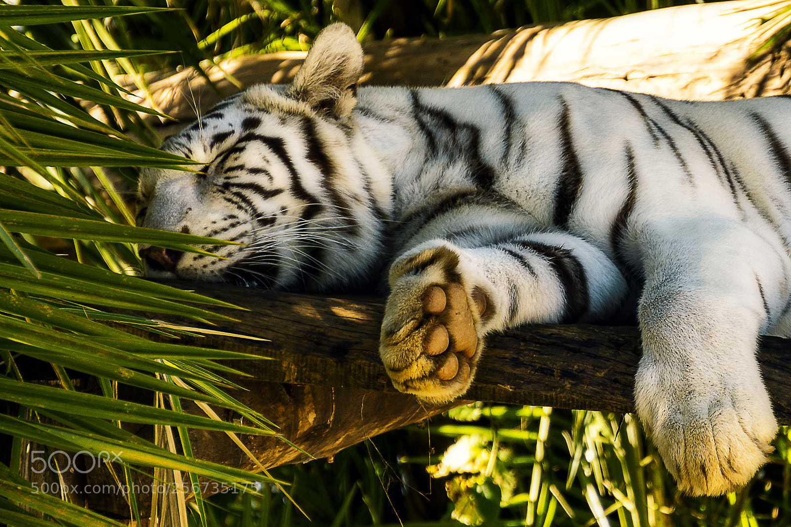 Sony a6000 sample photo. Sleeping white tiger photography