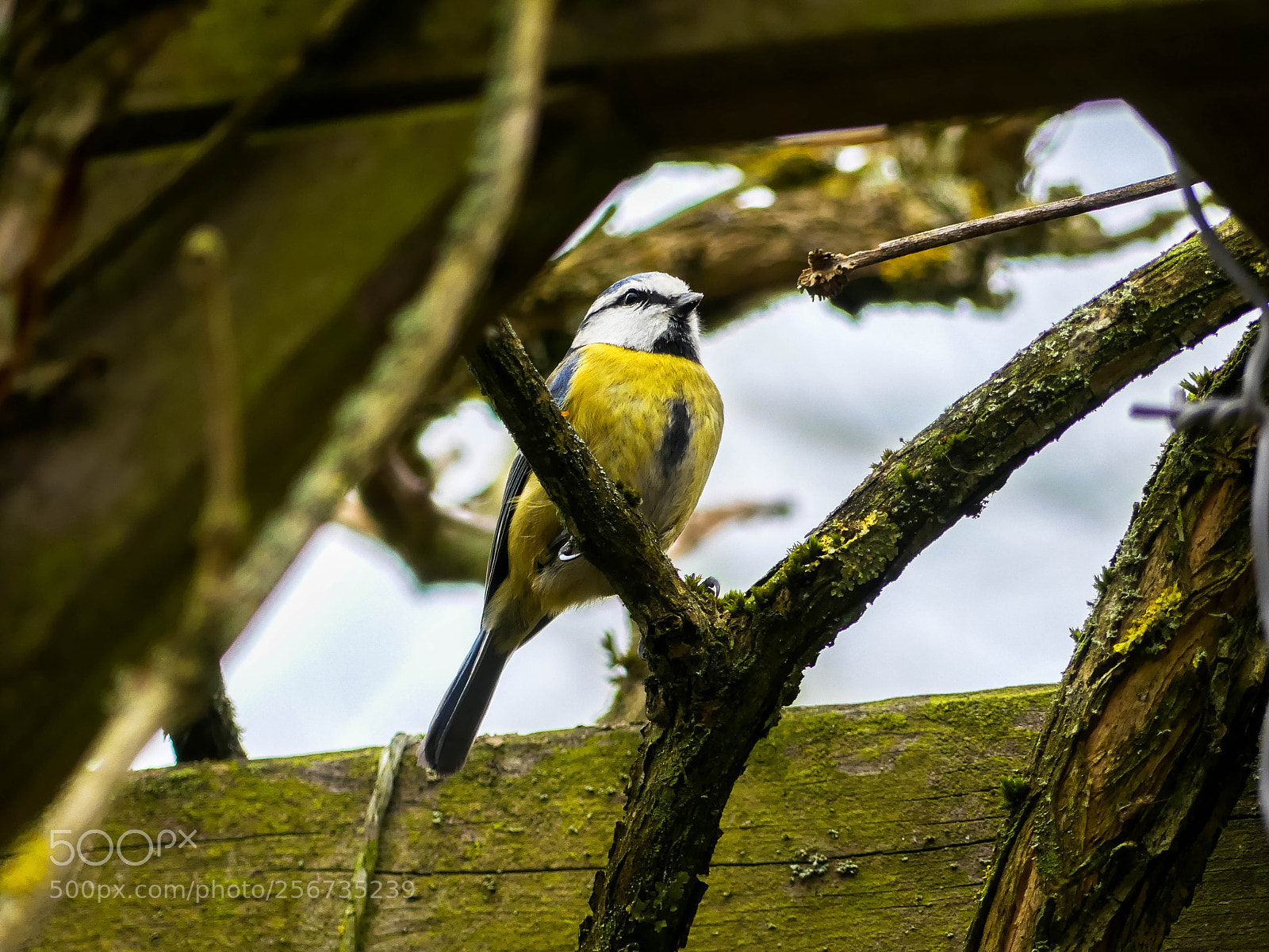Panasonic Lumix DMC-FZ300 sample photo. Blue tit photography