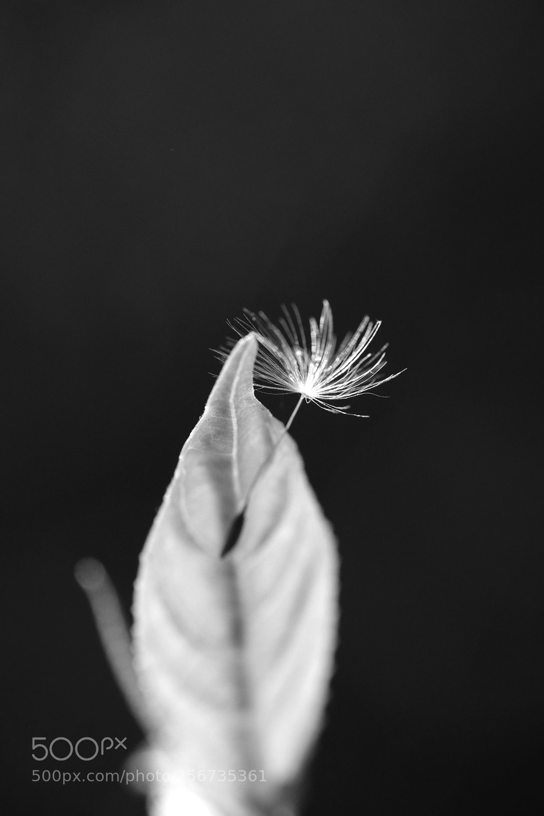 Fujifilm X-Pro2 sample photo. Dandelion seeds photography