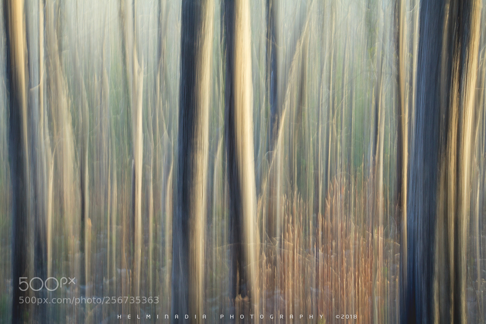 Canon EOS 5D Mark II sample photo. Teak woods photography