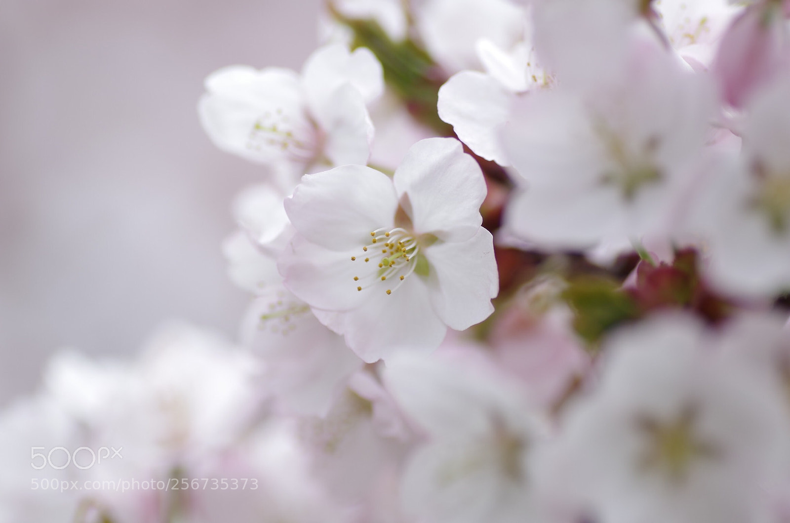 Pentax K-30 sample photo. Sakura photography