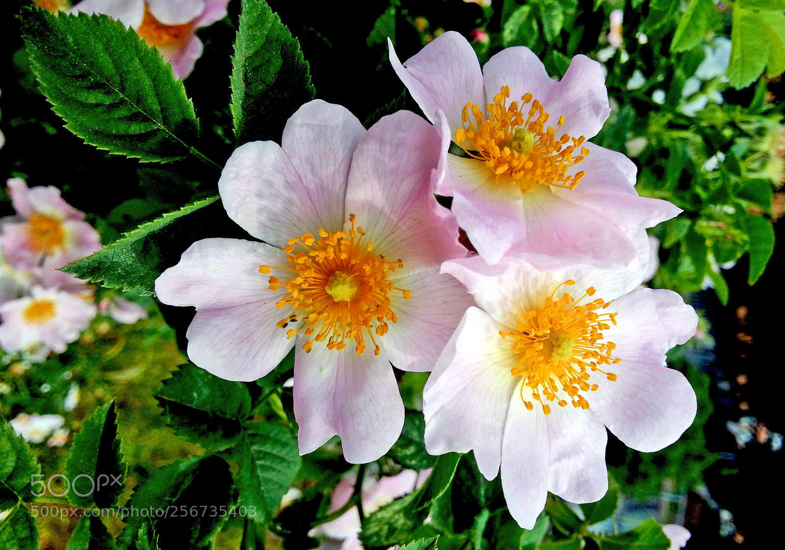 Samsung Galaxy Note2 sample photo. Wild rose photography